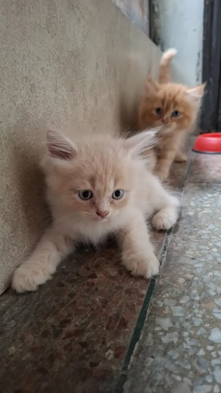 Cats | Kittens | Billi | Tripple coat kittens | Tripple coat cat | ca — photo 8