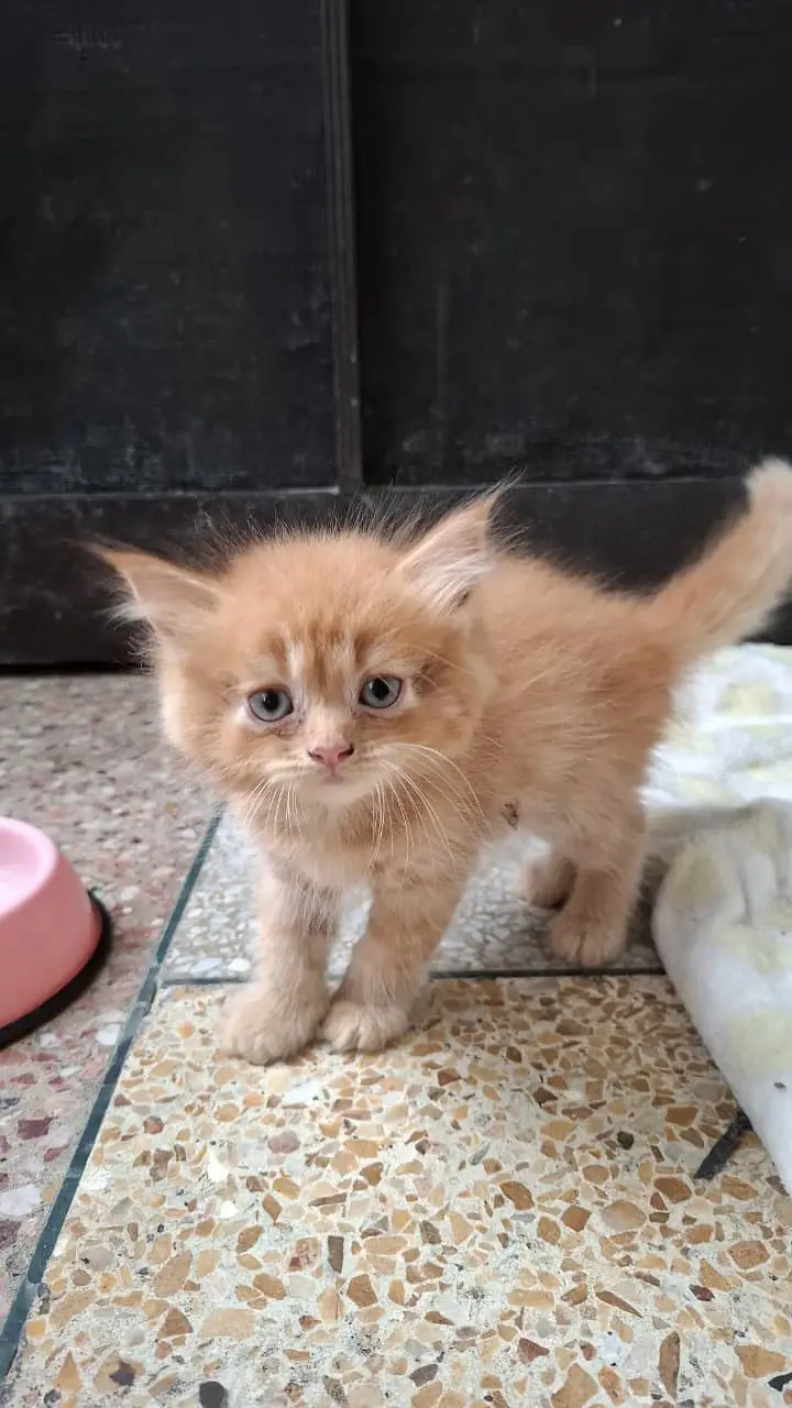 Cats | Kittens | Billi | Tripple coat kittens | Tripple coat cat | ca — photo 9