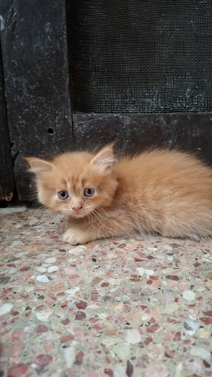 Cats | Kittens | Billi | Tripple coat kittens | Tripple coat cat | ca — photo 10