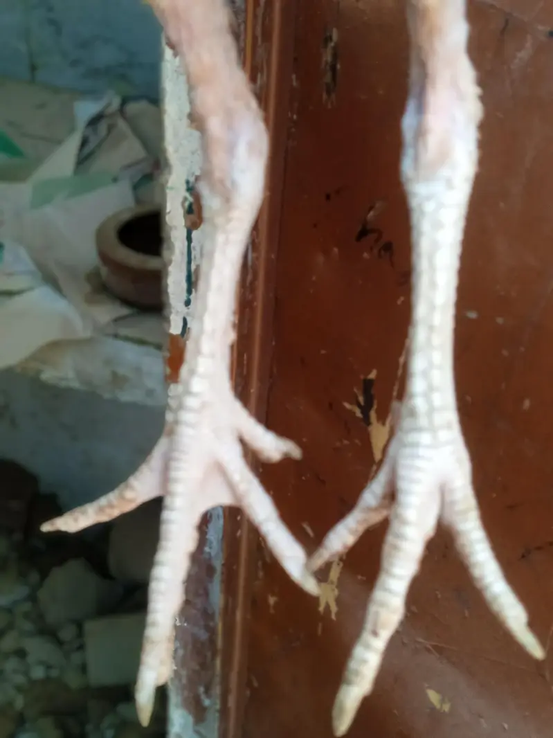 best pathi — photo 2