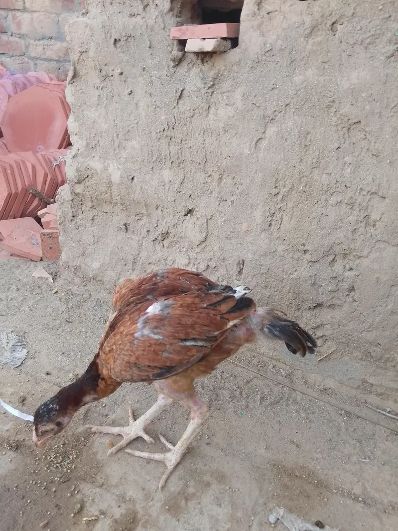 best pathi — photo 4