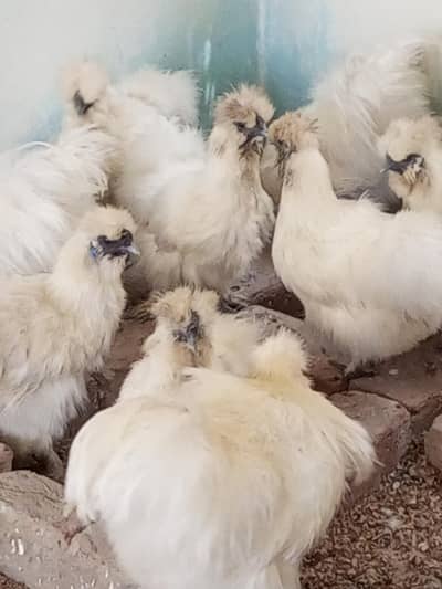 silkie per pcs. 5000.3 male and 7 female