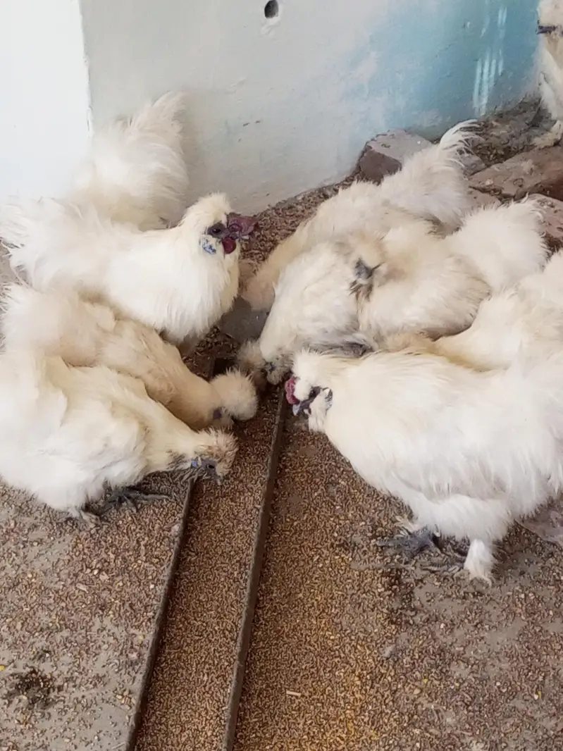 silkie per pcs. 5000.3 male and 7 female — photo 2