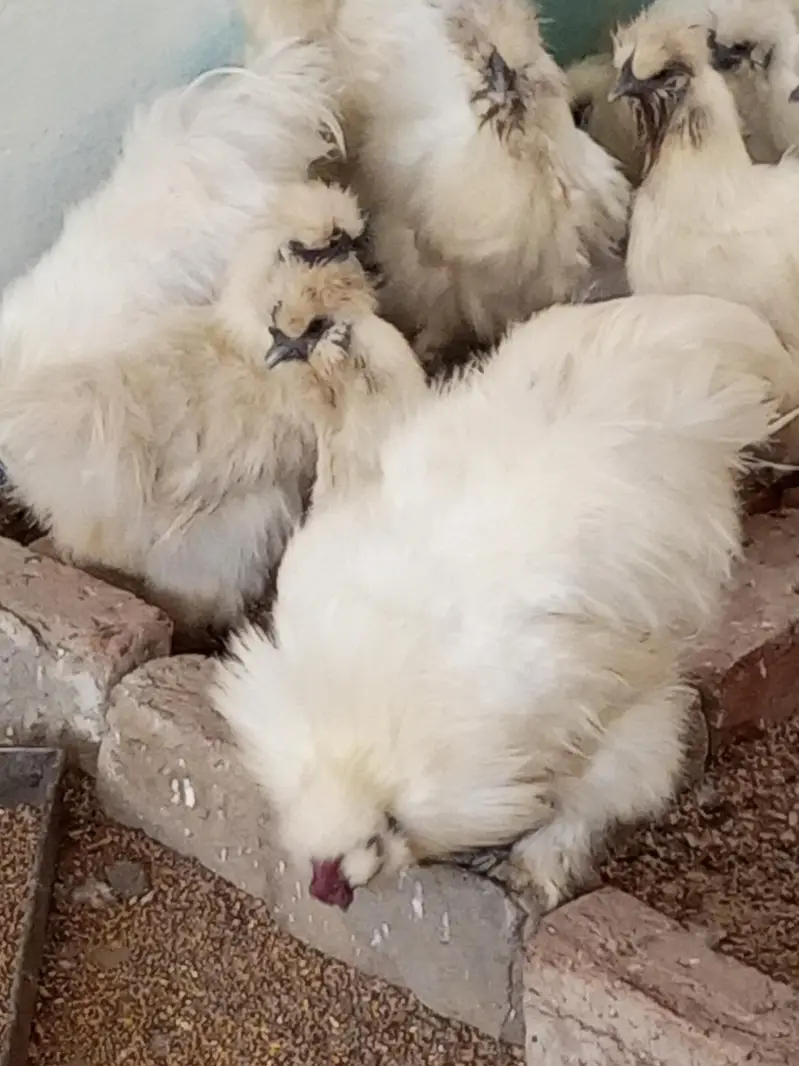silkie per pcs. 5000.3 male and 7 female — photo 3
