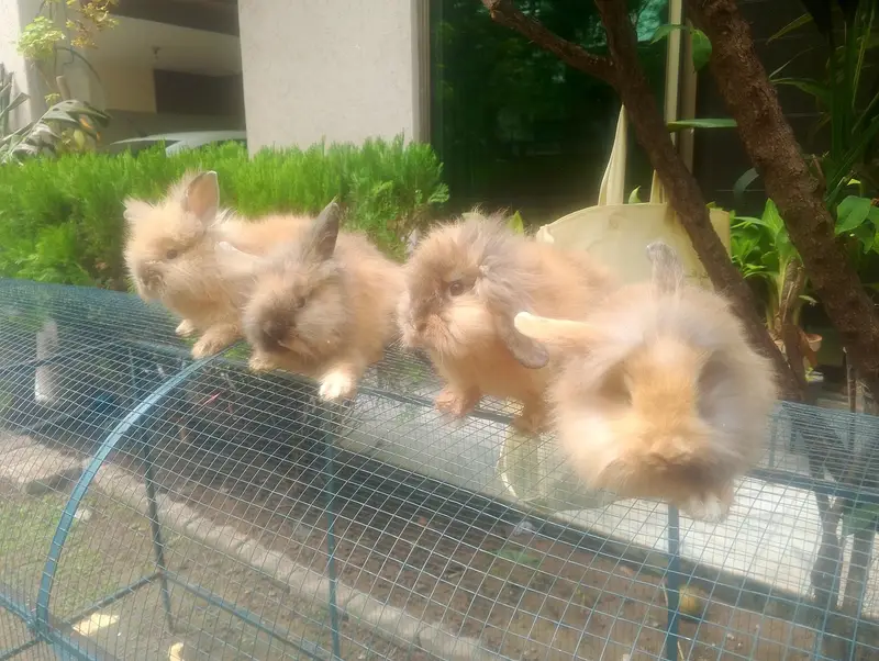 Rabbits / Bunnies Sale — photo 3