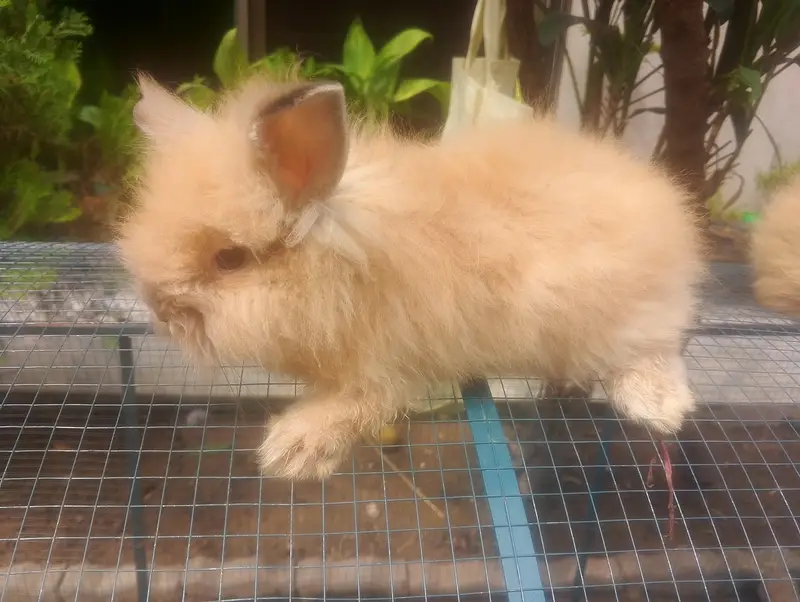 Rabbits / Bunnies Sale — photo 4