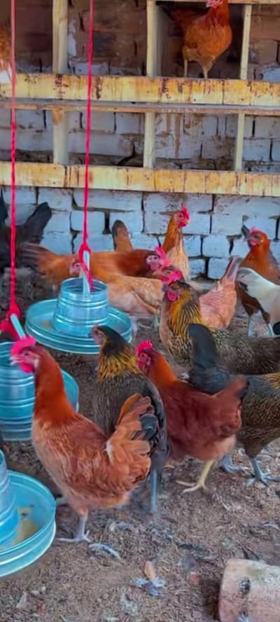 golden misri | desi hens |golden misri pathi |misri pathi |desi murghi