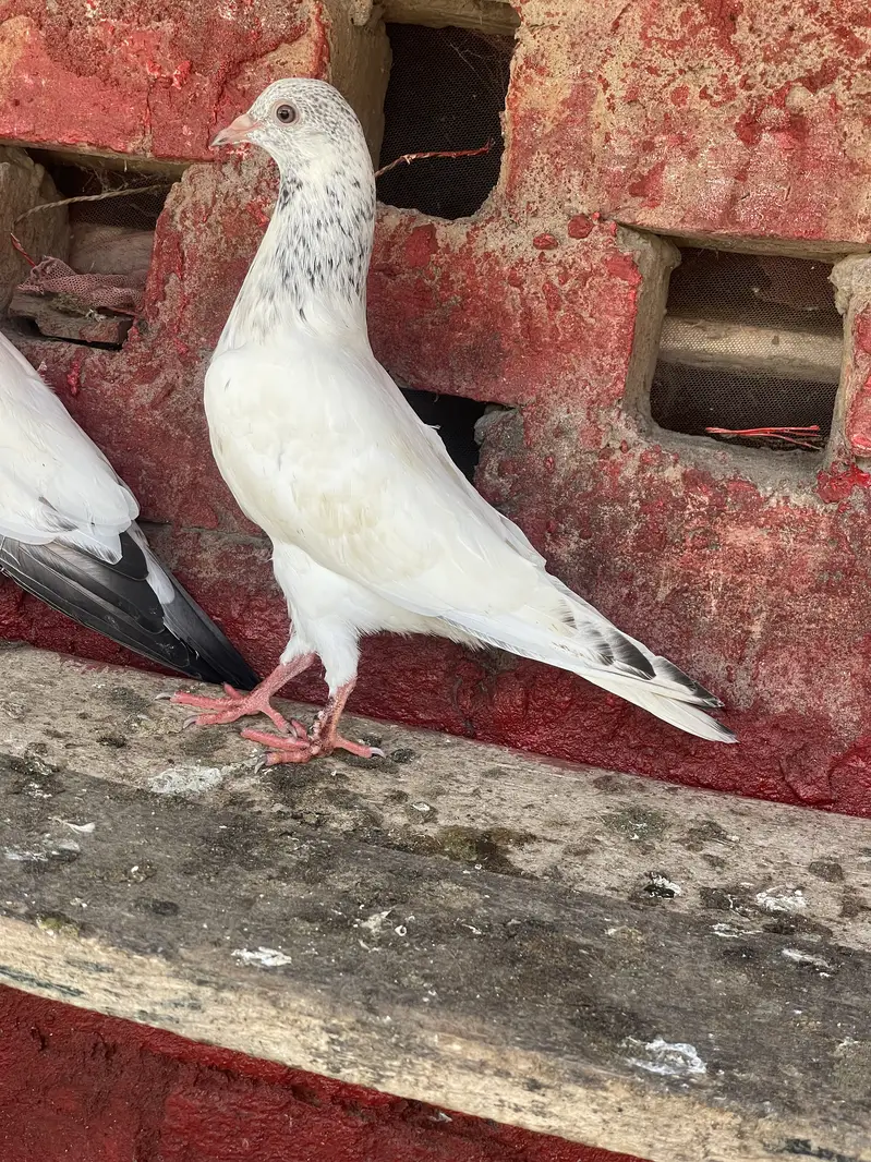 Sialkoti Batery,Sialkoti Lal dagon waly,Teddy, Rampury,zery Sharmily — photo 2