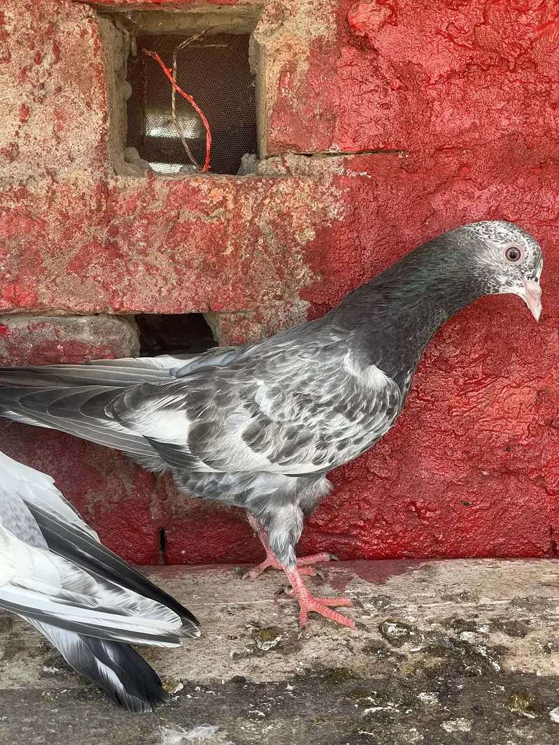 Sialkoti Batery,Sialkoti Lal dagon waly,Teddy, Rampury,zery Sharmily — photo 3