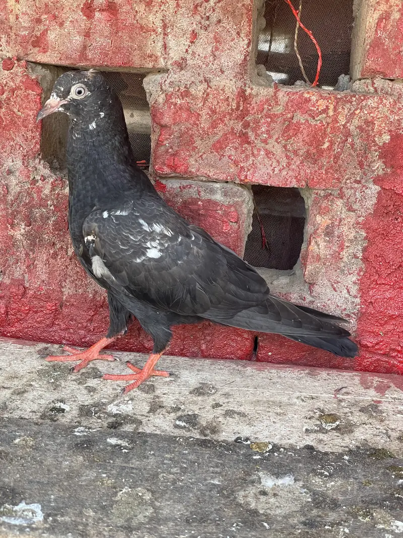 Sialkoti Batery,Sialkoti Lal dagon waly,Teddy, Rampury,zery Sharmily — photo 4
