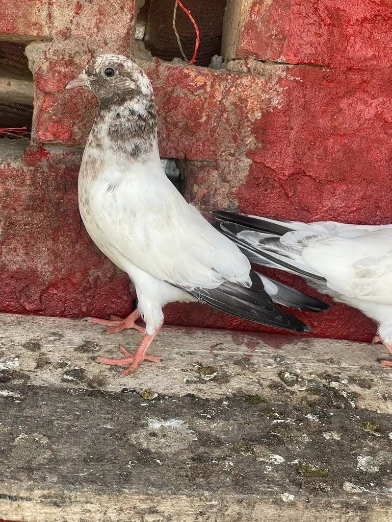 Sialkoti Batery,Sialkoti Lal dagon waly,Teddy, Rampury,zery Sharmily — photo 5