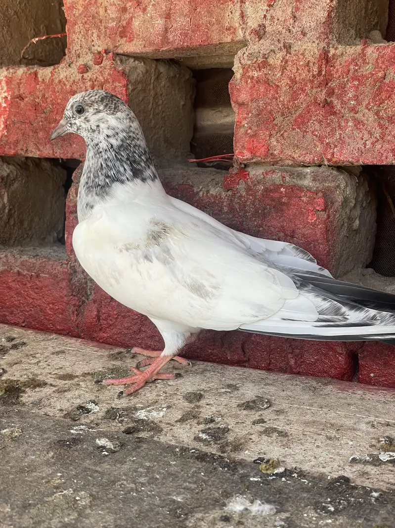 Sialkoti Batery,Sialkoti Lal dagon waly,Teddy, Rampury,zery Sharmily — photo 7
