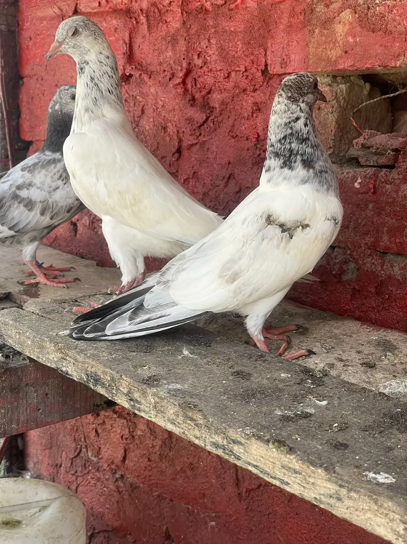 Sialkoti Batery,Sialkoti Lal dagon waly,Teddy, Rampury,zery Sharmily — photo 8