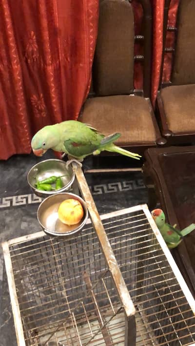 1 Raw parrot 03289815058