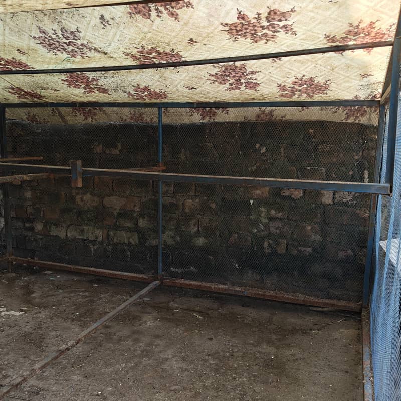 Hen Cage 4