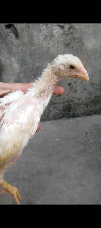 pure white shamo and burmi pokoye chick available