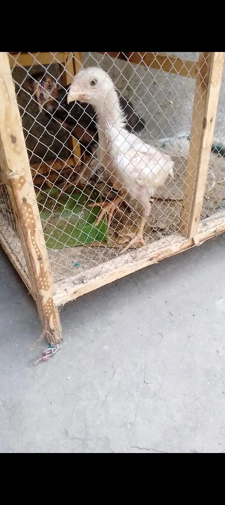 pure white shamo and burmi pokoye chick available — photo 2