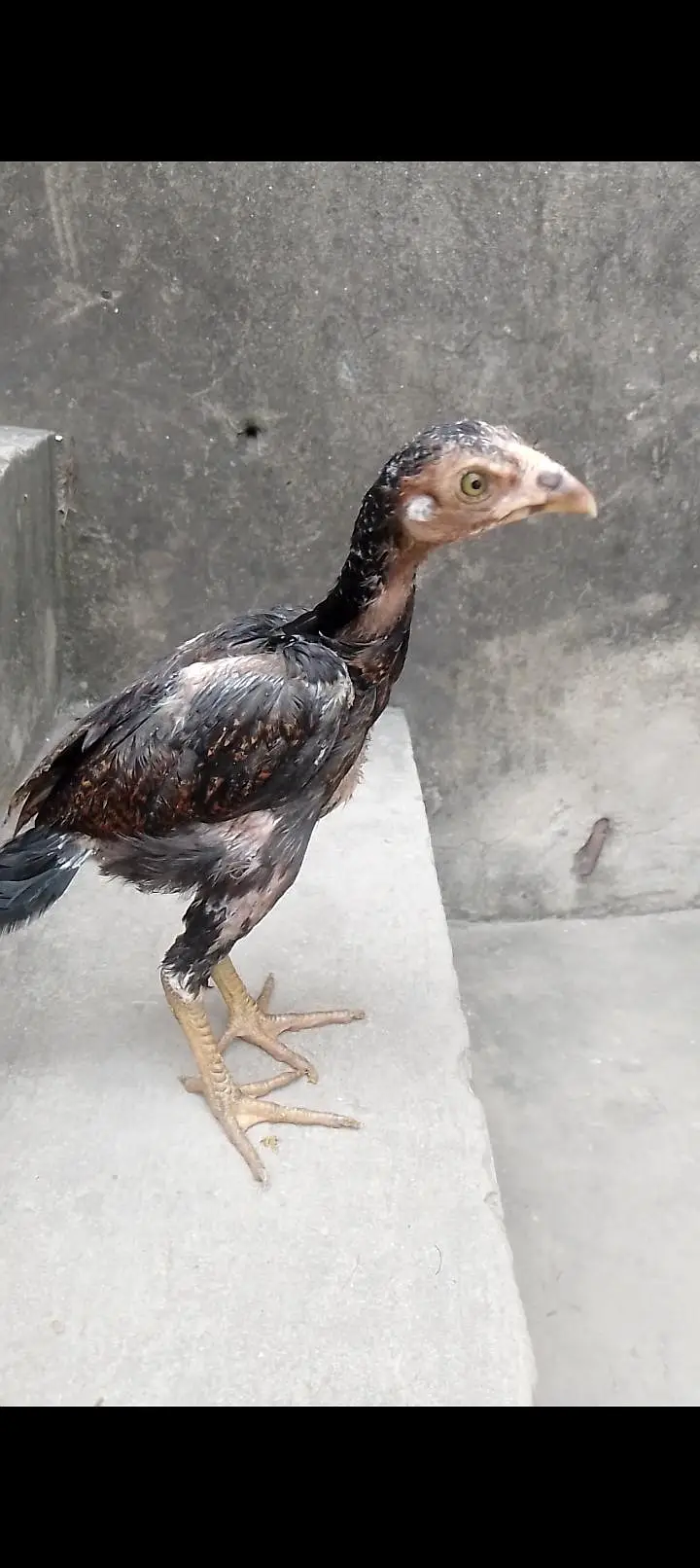pure white shamo and burmi pokoye chick available — photo 3