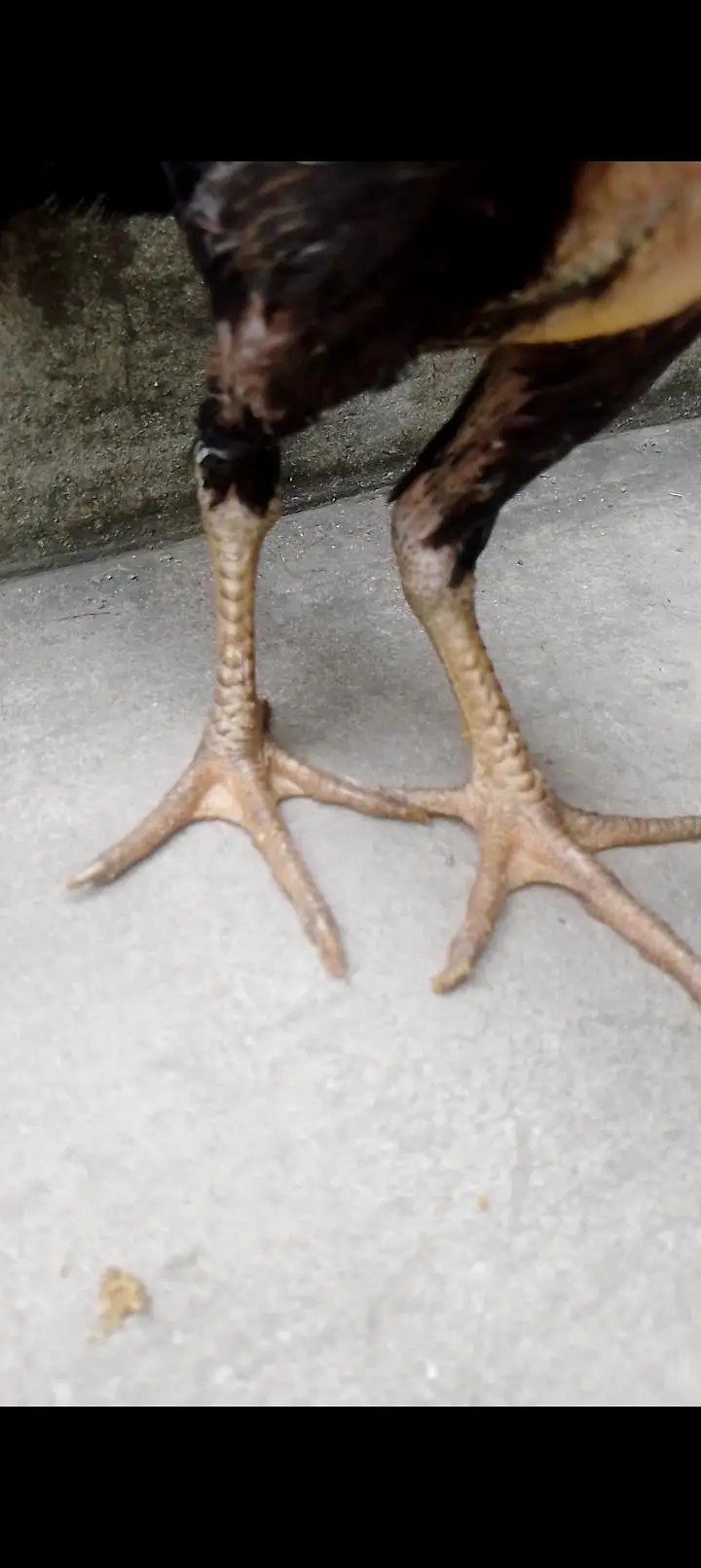pure white shamo and burmi pokoye chick available — photo 4