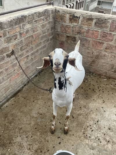Goats(females)
