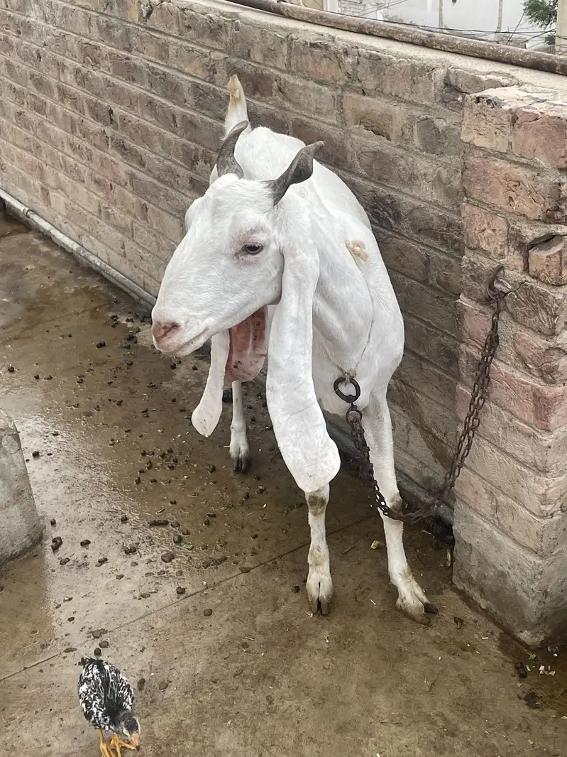 Goats(females) — photo 2