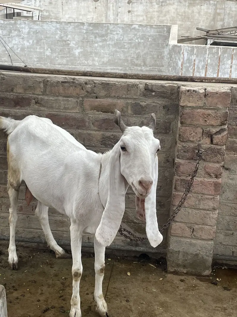 Goats(females) — photo 3
