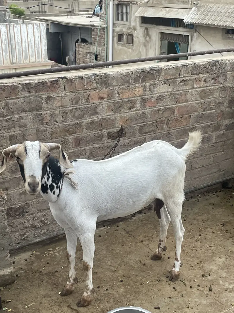Goats(females) — photo 4