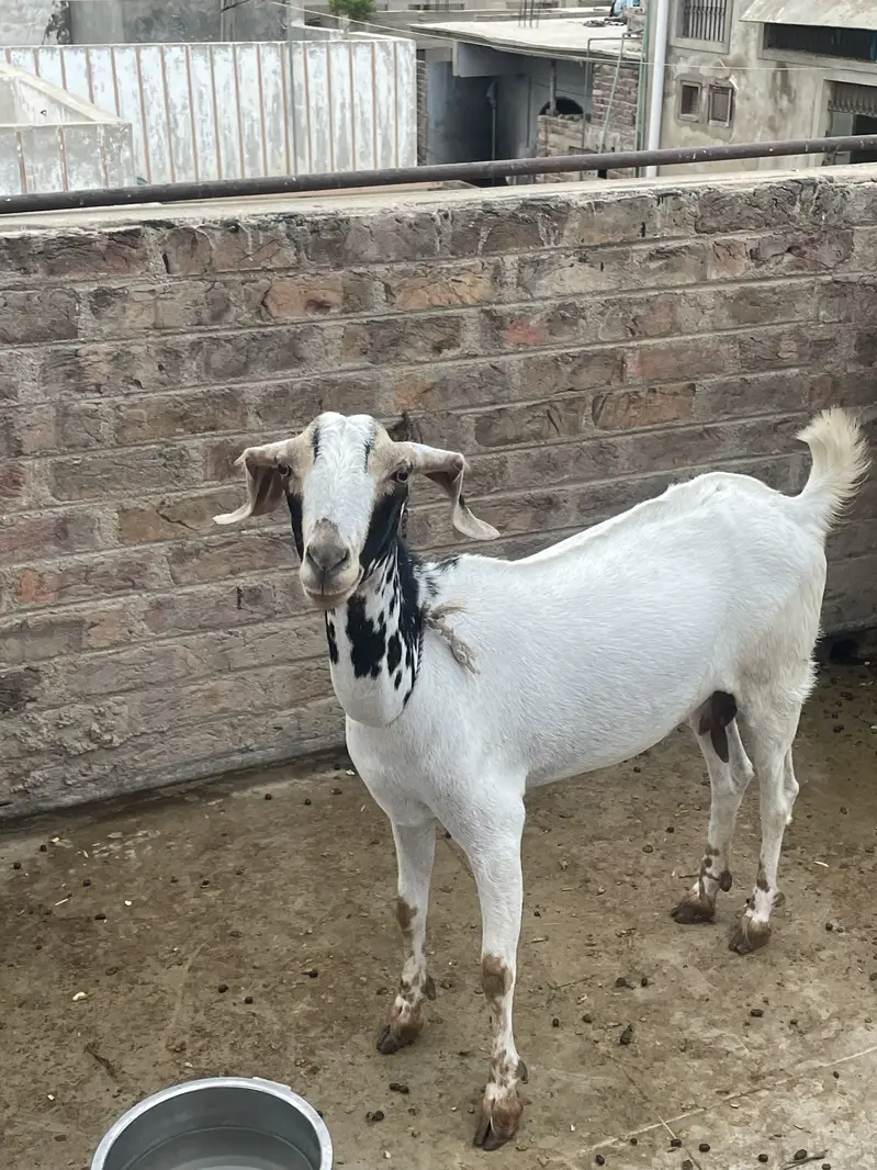 Goats(females) — photo 5