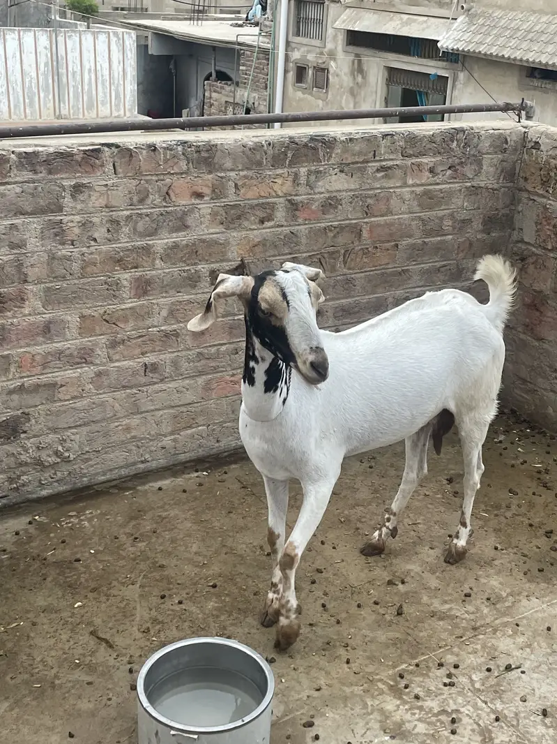 Goats(females) — photo 6