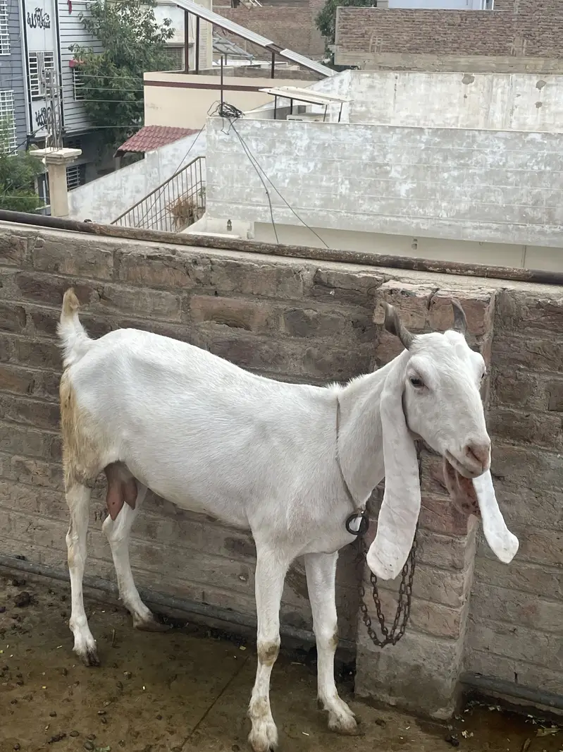 Goats(females) — photo 7