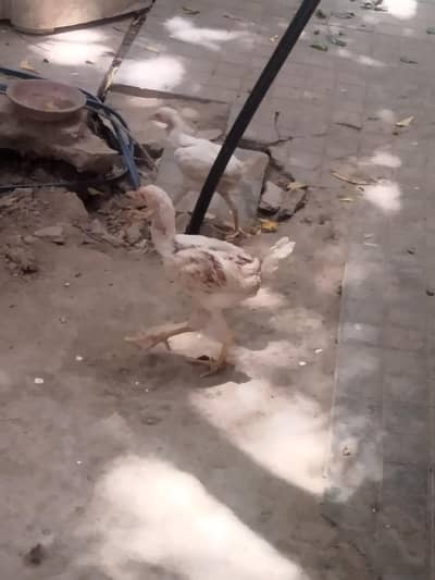 white aseel murga ki bacha ha