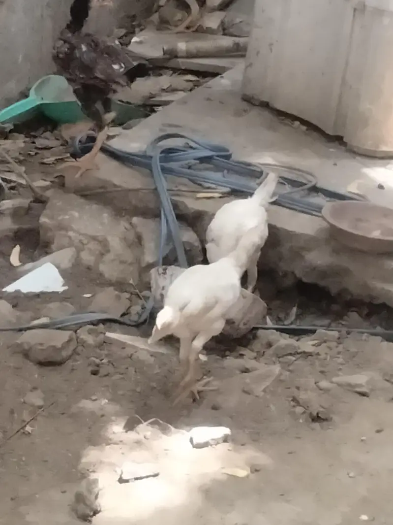 white aseel murga ki bacha ha — photo 2