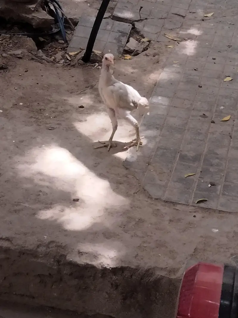 white aseel murga ki bacha ha — photo 3
