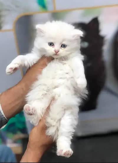 Persian Female kitten for sale 03243854//778