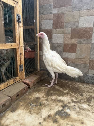 Heera female