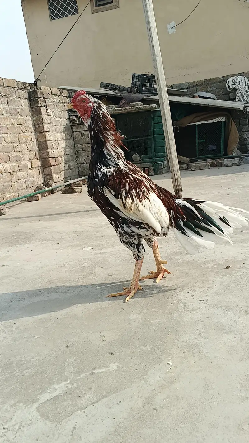 cheena or jawa home breed ha saf nok nali ma — photo 4