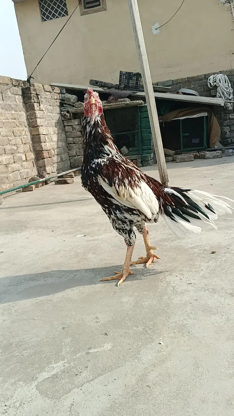cheena or jawa home breed ha saf nok nali ma — photo 5