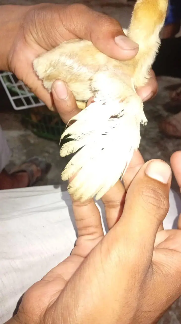 aseel Heera chiks — photo 3