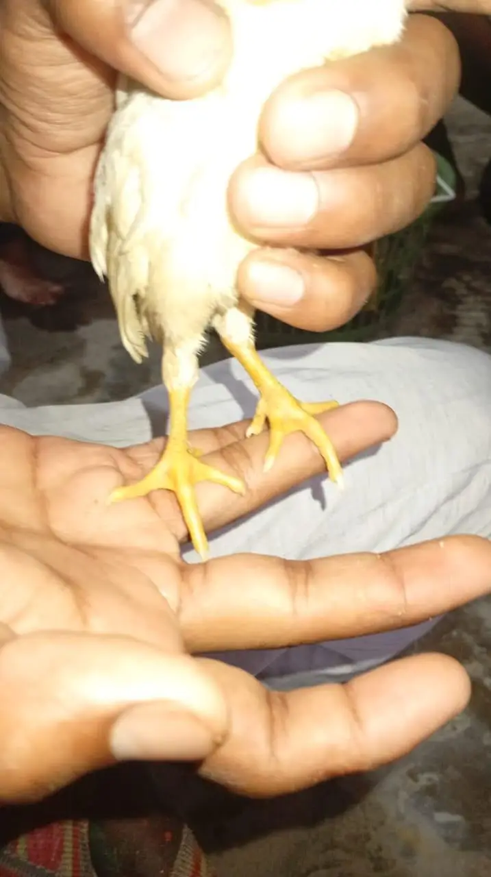 aseel Heera chiks — photo 4