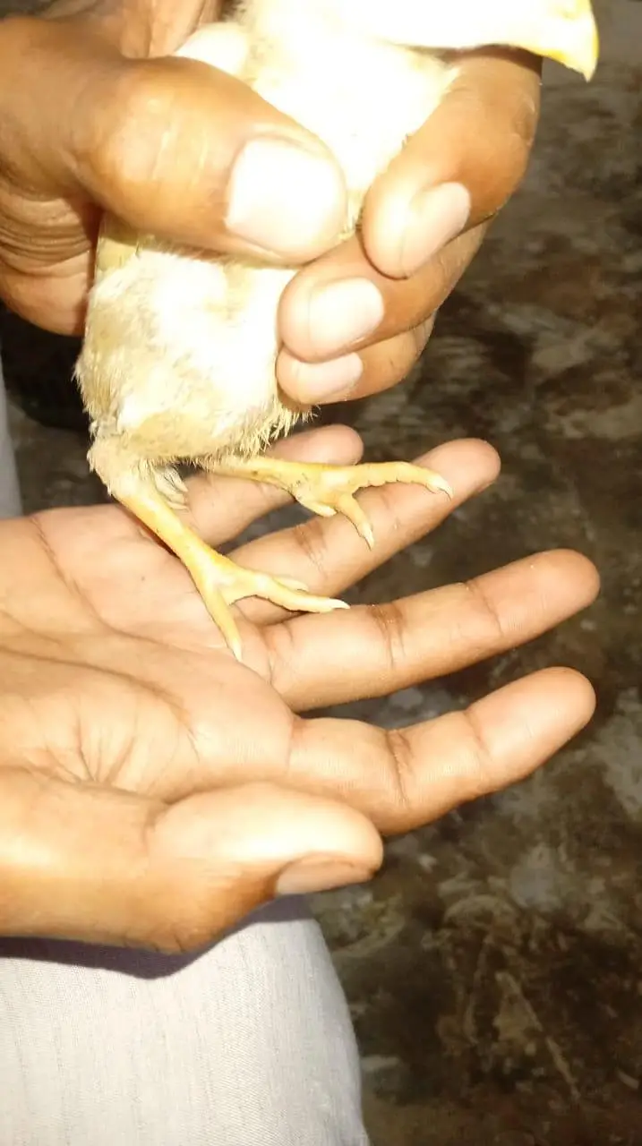 aseel Heera chiks — photo 5
