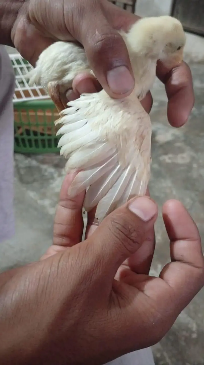 aseel Heera chiks — photo 10