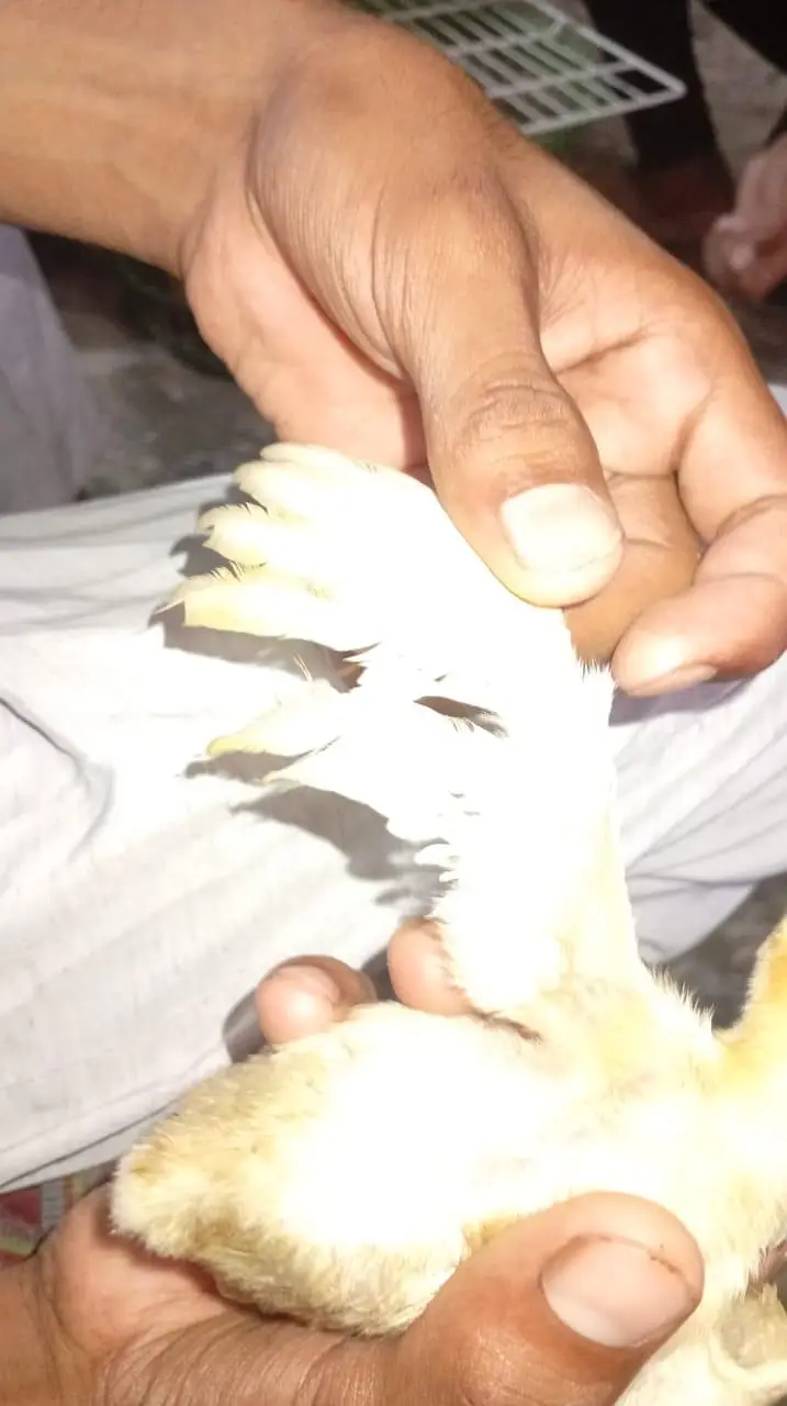 aseel Heera chiks — photo 11