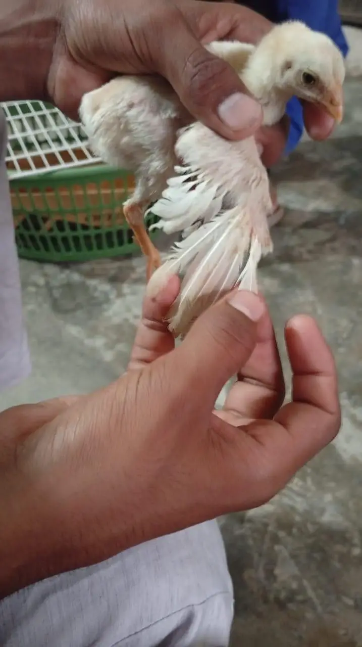 aseel Heera chiks — photo 12