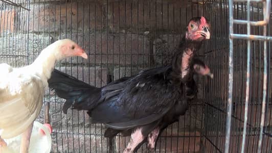 Aseel Birds