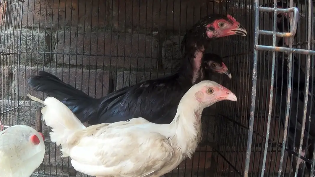 Aseel Birds — photo 2