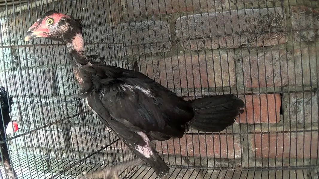 Aseel Birds — photo 8