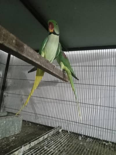 King size Raw breeder pair