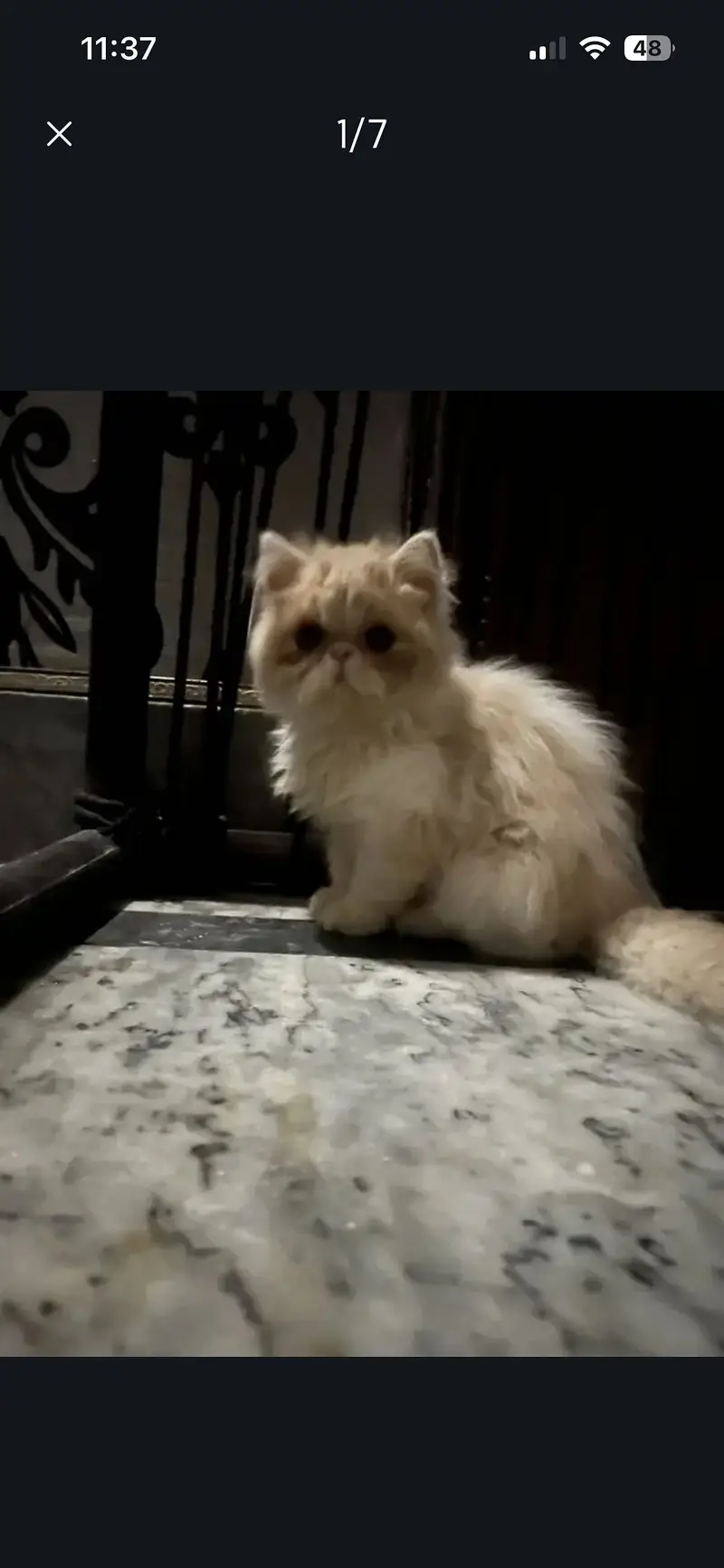 Baccine devorming hoi v ha card available ha pet’s medical hospital — photo 3