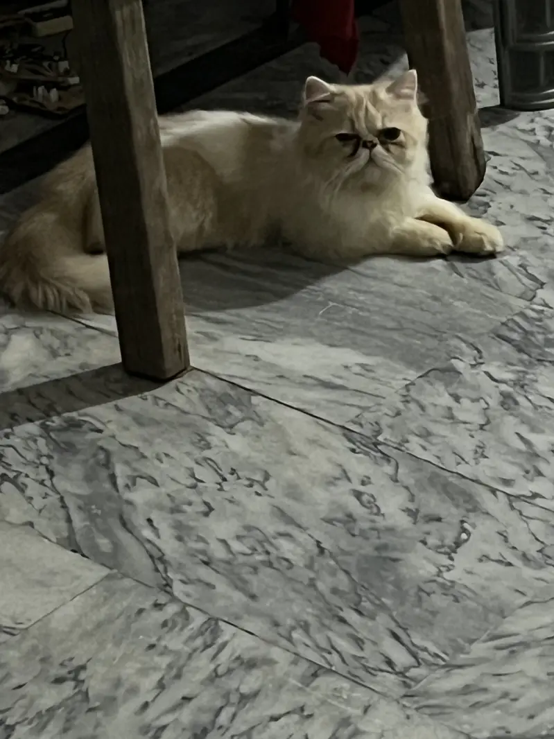 Baccine devorming hoi v ha card available ha pet’s medical hospital — photo 7