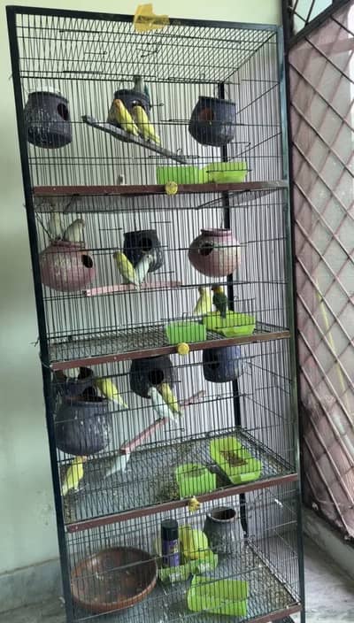 Love birds breeder pairs